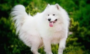 白狗品种有哪些大型犬种