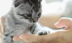 猫咪为什么会把手弄手呢
