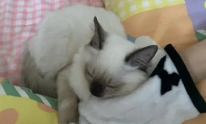 为什么猫咪喜欢被人抱抱睡觉