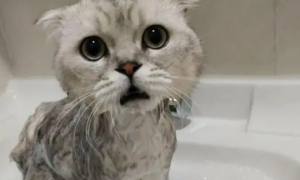 宠物猫可以洗澡不