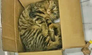 猫咪为什么要塞纸箱里面睡觉