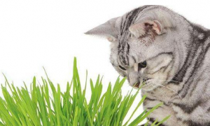 猫咪为什么吃麦子叶