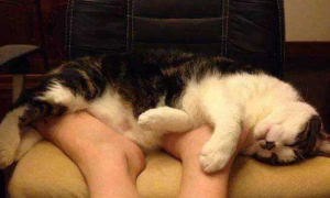 为什么猫咪喜欢扣我脚趾呢
