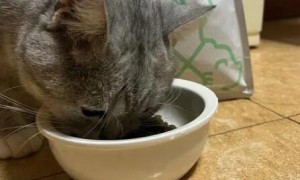 猫咪结石为什么吃处方粮呢