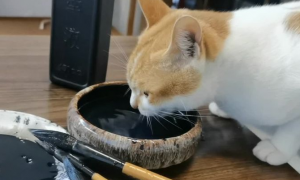 为什么猫咪喜欢闻墨水味道