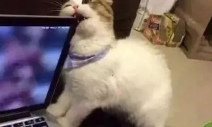 为什么猫咪爱啃屏幕玩具