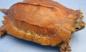 中国最小的龟