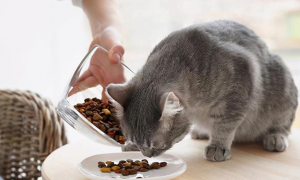 猫都吃什么除了猫粮