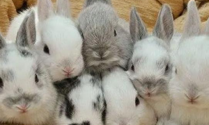 兔子颜色遗传规律