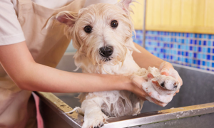 宠物狗洗澡一次多少钱