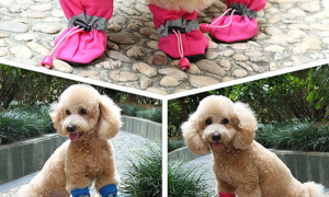 宠物狗鞋制作方法