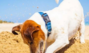 狗狗为什么爱刨沙子