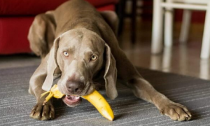 为什么要让狗狗吃香蕉呢