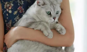 猫咪为什么讨厌右手抱
