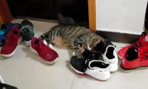 为什么猫咪回家后抓鞋