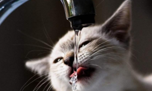 为什么猫咪喝水要闭眼看呢