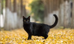 猫咪为什么打不过黑猫