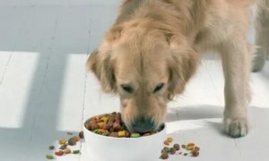 如何防止塞狗粮的方法
