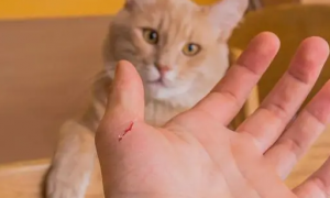 猫咪为什么总是抓人咬人呢