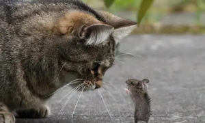 猫咪为什么要把老鼠吃掉呢
