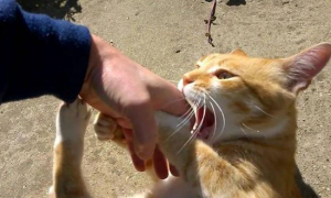 猫咪为什么爱咬人手