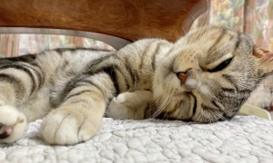 猫咪为什么喜欢歪头睡觉
