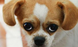 为什么狗的眼神像人类