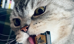 猫咪为什么不吃猫条