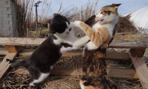 猫咪打架打滚是为什么呢