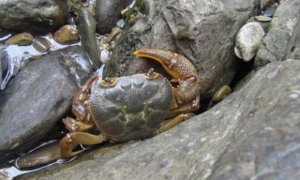 螃蟹可以吃龟粮吗