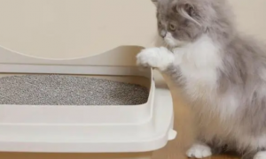 猫咪为什么老是尿在厨房里