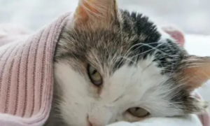 冬天猫咪为什么爱感冒呢