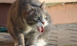 猫咪会吐痰嘛为什么呢