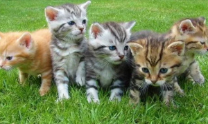 猫兄妹生了五个健康的小猫