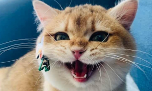 为什么猫咪看到猫咪会呲牙