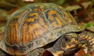 十种最耐寒的水龟