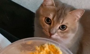 猫咪不喜欢人类吃饭为什么呢