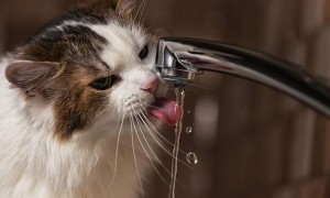 正常猫咪一天喝多少水