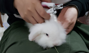 兔子可以去宠物店剪指甲吗