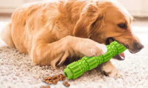 为什么狗狗玩具重要