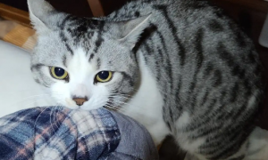 为什么猫咪咬衣服睡觉不让摸