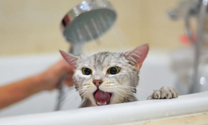 猫咪洗澡为什么有应激
