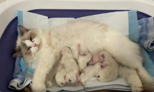 一般母猫产后多久没奶？