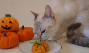 猫最爱吃的10种食物水果