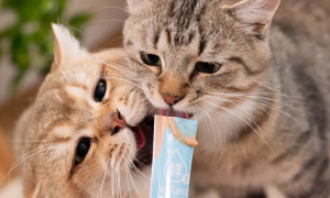 为什么猫咪那么爱吃猫条
