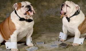 人类和狗打扑克的视频