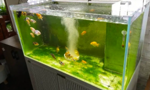 净化鱼缸水质的方法