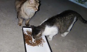 喂猫不能喂两只吗