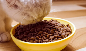 猫粮里的酵母硒是诱食剂吗