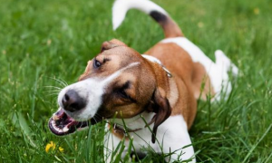 狗狗吃草是什么原因有没有事